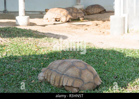 Close up turtle reposant dans le jardin Banque D'Images