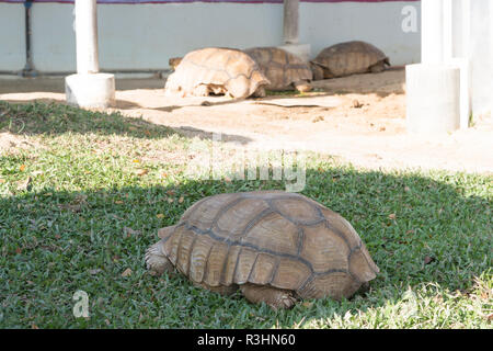 Close up turtle reposant dans le jardin Banque D'Images