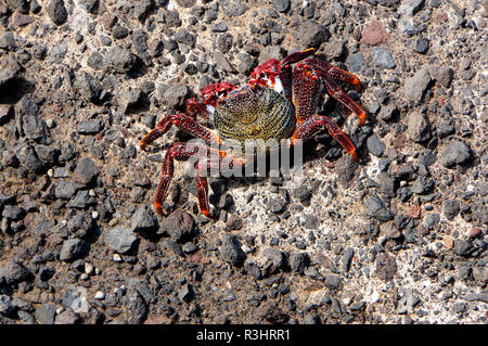 Red Rock (crabe grapsus adscensionis) Banque D'Images