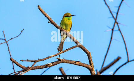 Une vue rapprochée de Bee-eater assis sur une branche d'arbre Banque D'Images