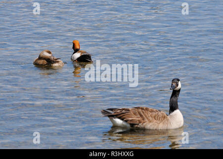 Canadagans et butts Banque D'Images