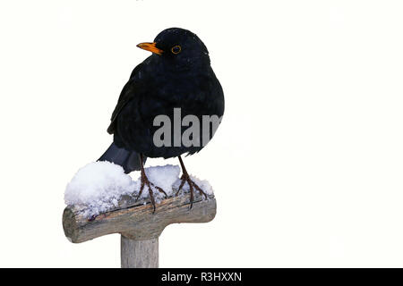 En hiver isolé blackbird Banque D'Images