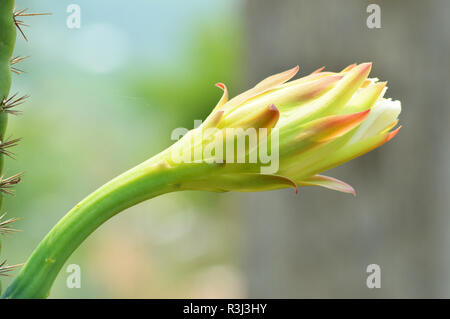 Fleur de cactus belle floraison sur cactus tree / close up colorful cactus fleur plante poussant dans le jardin d'arrière-plan flou vert Banque D'Images