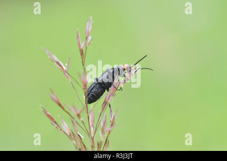 Blister beetle bug noir / insecte noir sur l'herbe sèche et la nature soleil vert - blister en famille d'insectes coléoptères poison Banque D'Images