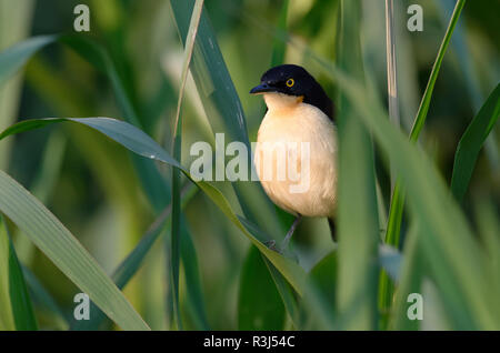 Black-capped Donacobius Donacobius atricapilla) (sur reed, Pantanal, Mato Grosso, Brésil Banque D'Images