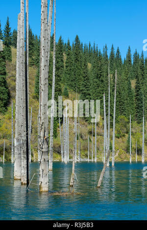 Des troncs morts Picea schrenkiana pointant hors de l'eau dans le lac Kaindy ou submergé Forêt, Tian Shan, Kazakhstan Banque D'Images