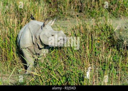 Le rhinocéros indien (Rhinoceros unicornis) avec héron garde-boeuf (Bubulcus ibis) et Myna oiseaux dans l'herbe haute, le parc national de Kaziranga Banque D'Images