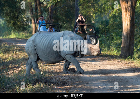 Le rhinocéros indien (Rhinoceros unicornis) traversée route forestière en avant des véhicules auprès des touristes, le parc national de Kaziranga, Assam Banque D'Images