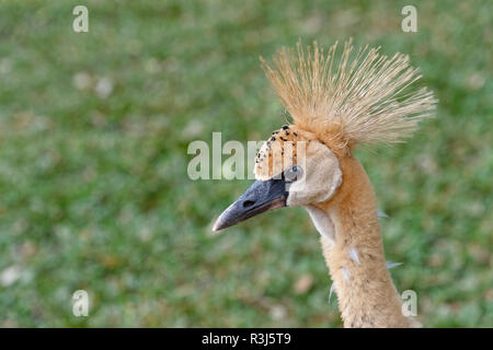 Tête d'un bleu-gris ou Crowned-Crane Crowned-Crane à collier (Balearica regulorum), d'oiseaux en captivité, pour mineurs Banque D'Images