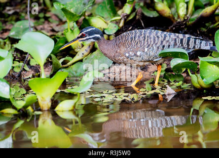 Sunbittern (Eurypyga helias) dans les mangroves, Pantanal, Mato Grosso, Brésil Banque D'Images