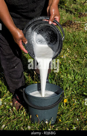 Woman pouring kirghize mare le lait dans un seau, le lac Kol Chanson, province de Naryn, du Kirghizistan, de l'Asie centrale Banque D'Images