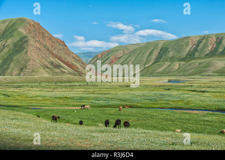 Le pâturage des troupeaux de moutons le long d'une rivière de montagne, gorges de Naryn, région de Naryn, Kirghizistan Banque D'Images