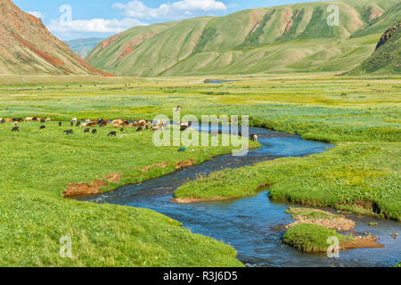 Le pâturage des troupeaux de moutons le long d'une rivière de montagne, gorges de Naryn, région de Naryn, Kirghizistan Banque D'Images