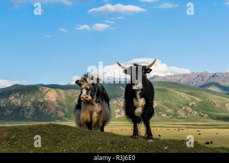 Deux Yaks (Bos grunniens) en face de la montagne, les gorges de Naryn, région de Naryn, Kirghizistan Banque D'Images