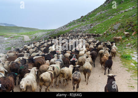 Troupeau de moutons se déplaçant le long col Tosor, région de Naryn, du Kirghizistan, de l'Asie centrale Banque D'Images