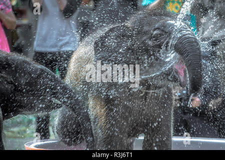 Jeune éléphant s'amusant avec de l'eau. Jeune éléphant représente le balancement et en tournant la tête pour recevoir l'eau d'un tuyau d'eau. Banque D'Images