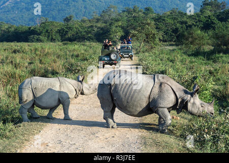 Le rhinocéros indien (Rhinoceros unicornis) avec les jeunes, en traversant la route de gravier à l'avant d'un véhicule avec les touristes Banque D'Images