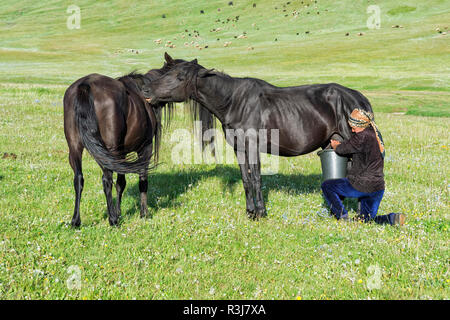 Femme kirghize traire une mare sur les pâturages de montagne, lac Kol Chanson, province de Naryn, du Kirghizistan, de l'Asie centrale Banque D'Images