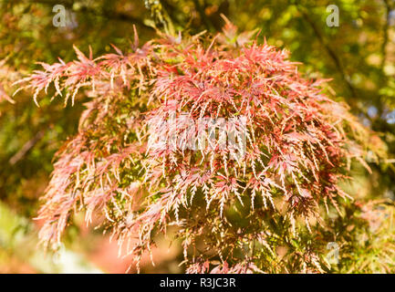 Japanese maple tree in autumn color, Acer palmatum, National arboretum, Westonbirt Arboretum, Gloucestershire, Angleterre, Royaume-Uni "eiryu' Banque D'Images