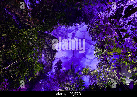 Le toit de la forêt tropicale au biome Eden Project, Cornwall, est baigné de lumière pourpre comme les ingénieurs d'éclairage et le personnel de la plus grande forêt tropicale intérieure dans le monde se préparent pour leur spectacle de Noël, qui s'ouvre au public le samedi 24 novembre. Banque D'Images