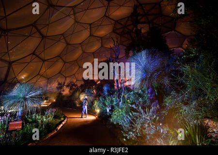 Les arbres et les plantes sont allumés dans le biome méditerranéen de l''Eden Project à Cornwall, où les employés de la plus grande forêt tropicale intérieure dans le monde se préparent pour leur spectacle de Noël, qui s'ouvre au public le samedi 24 novembre. Banque D'Images