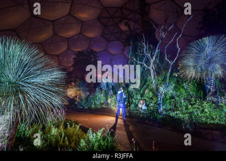 Les arbres et les plantes sont allumés dans le biome méditerranéen de l''Eden Project à Cornwall, où les employés de la plus grande forêt tropicale intérieure dans le monde se préparent pour leur spectacle de Noël, qui s'ouvre au public le samedi 24 novembre. Banque D'Images