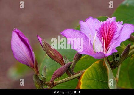 Les fleurs de l'arbre d'orchidée (bauhinia variegata) Banque D'Images