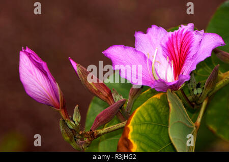 Les fleurs de l'arbre d'orchidée (bauhinia variegata) Banque D'Images