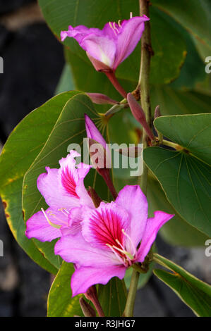 Les fleurs de l'arbre d'orchidée (bauhinia variegata) Banque D'Images