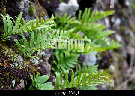 Le polypode Polypodium cambricum (sud) Banque D'Images