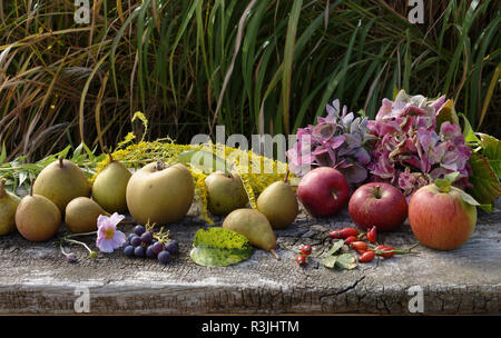 Les poires et les pommes (Reinette de l'automne gris, Starkinson, Reine Pippin du jardin (le jardin de Suzanne, Le Pas, Mayenne, Pays de la Loire, France). Banque D'Images