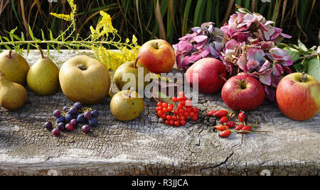 Les poires et les pommes (Reinette de l'automne gris, Starkinson, Reine Pippin du jardin). Le jardin de Suzanne, Le Pas, Mayenne, Pays de la Loire, France. Banque D'Images