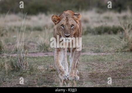 Lion marchant droit de vous Banque D'Images