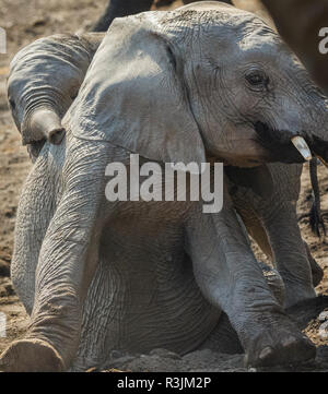 Les éléphants d'Afrique, Botswana, Réserve de Mashatu Banque D'Images
