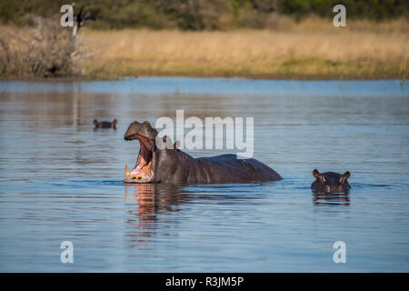L'Afrique, Botswana, Moremi. Hippopotames dans la rivière. En tant que crédit : Jones & Shimlock / Jaynes Gallery / DanitaDelimont.com Banque D'Images