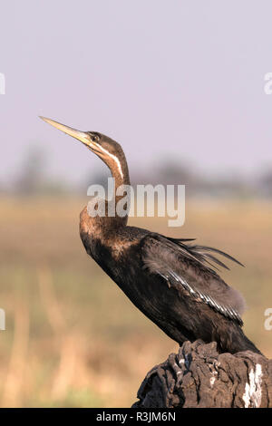 Dard d'Afrique Anhinga rufa), (perché sur dead publier par rivière Chobe, au Botswana, l'Afrique. Banque D'Images