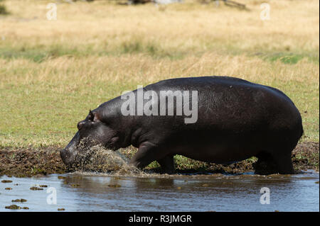 Hippopotame (Hippopotamus amphibius), concession Khwai, Okavango Delta, Botswana. Banque D'Images