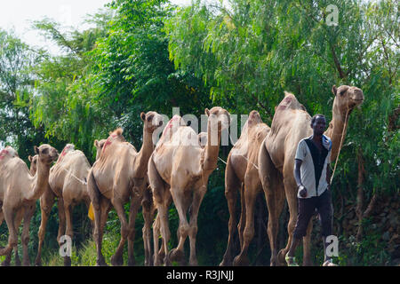Caravane de chameaux voyageant dans les montagnes du Simien, Ethiopie Banque D'Images