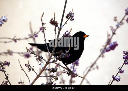 Blackbird dans liebesperlen bush Banque D'Images