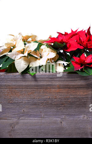 Poinsettia wood background Banque D'Images