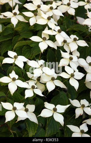 Fleur japonaise dogwood Cornus kousa chinensis var Banque D'Images