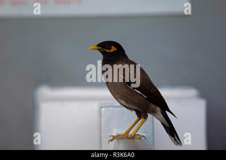 Myna Acridotheres tristis, commune, Jhalana, Rajasthan, Inde. Banque D'Images