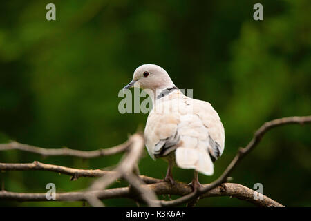 Grèbe huppé, Streptopelia decaocto, Jhalana, Rajasthan, Inde. Banque D'Images