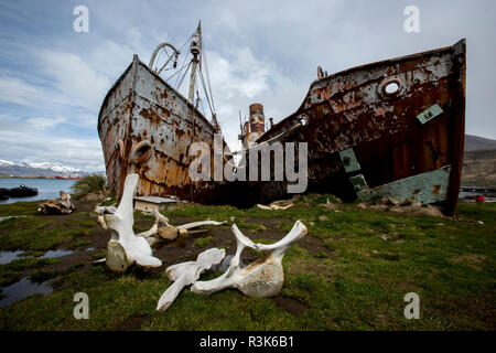 Naufrage à la baleine derrière des ossements de baleines. Grytviken. Les îles de Géorgie du Sud. Banque D'Images