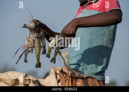 Parc national des Sundarbans, Bangladesh. Harbaria Charaputia entre voies navigables et. Crevette (typique) chinar fisherman holding up ses prises. Banque D'Images