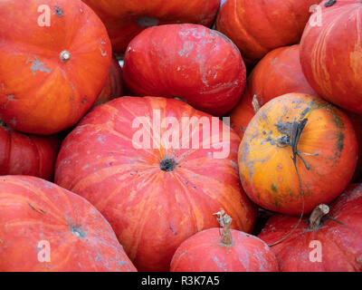 La récolte : Tas de rouge vif d'Etampes, citrouille Cucurbita maxima rouge Banque D'Images