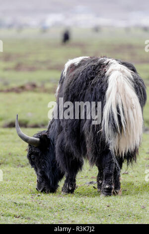 Chine, Province du Yunnan, Yunnan, nord-ouest du lac Napa, Shangri-La, yak, (Bos grunniens). Les yaks adultes dans un pâturage près du lac Napa. Banque D'Images