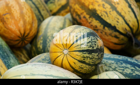 La récolte : Tas de citrouille, courge spaghetti Cucurbita pepo Banque D'Images