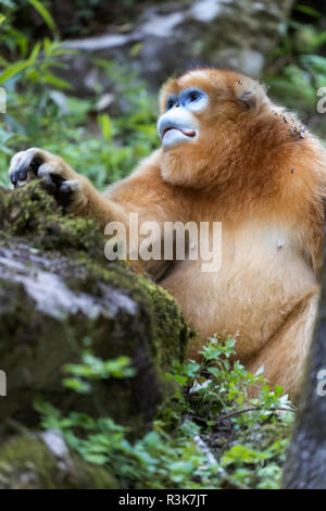 L'Asie, Shaanxi, Foping National Nature Reserve, golden snub-nosed Rhinopithecus roxellana (singe), en voie de disparition. Portrait d'un homme adulte. Banque D'Images