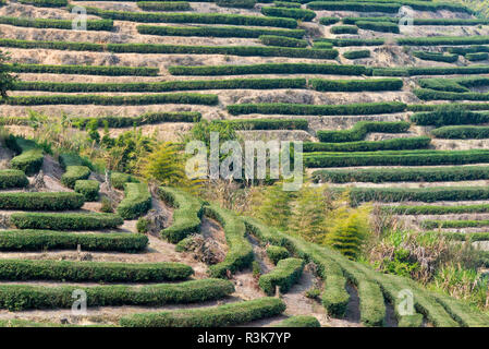 Plantation de thé Wulong en terrasses, comté de Nanjing, dans la province de Fujian, Chine Banque D'Images